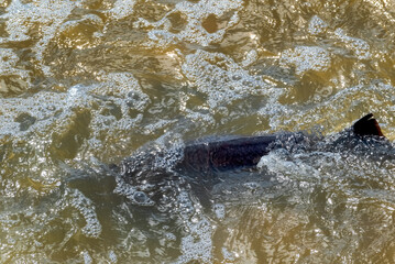 Obraz premium Lake Sturgeon Spawning At The Fox River Dam And Rapids At De Pere, Wisconsin, In Spring