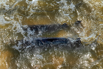 Obraz premium Lake Sturgeon Spawning At The Fox River Dam And Rapids At De Pere, Wisconsin, In Spring