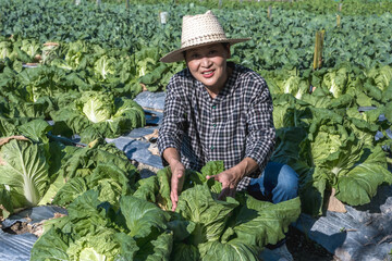 Asian female gardener picking cabbage working in agriculture farm