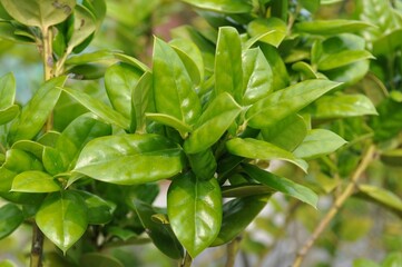 Ilex cornuta, known as Chinese holly or horned holly. Evergreen tree with glossy spiny leaves and red berries, common in Korean landscapes and gardens.