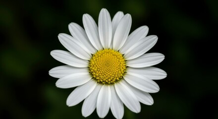 Fototapeta premium Close-up shot of a pristine daisy flower in full bloom. White petals surround golden-yellow center against dark background