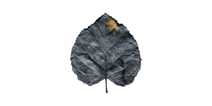 Dried Leaf With Cracked Texture. Symbol Of Decay And Natural Aging Process Isolated On Transparent Background