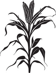Silhouette of corn plant growing with leaves of vegetable harvest on white background
