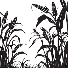 Silhouette of corn plant growing with leaves of vegetable harvest on white background