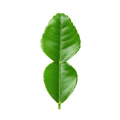 Obraz premium Ultra realistic UHD photo of a fresh, whole kaffir lime leaf, isolated on a clean transparent background, captured from a top view with clear contours and no shadows, concept for culinary ingredients