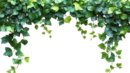Lush green ivy vines cascading down creating a natural frame element