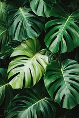 tropical leaves, green leaves background