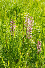Orchis militaris Helm-Knabenkraut
