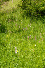 Orchis militaris Helm-Knabenkraut