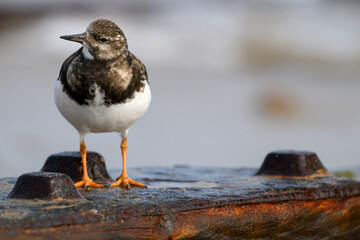 Turnstone, Arenaria interpres, winter plumage immature bird on groyne post