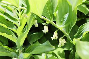 King Solomon's flower Seal growing in a forest close-up.