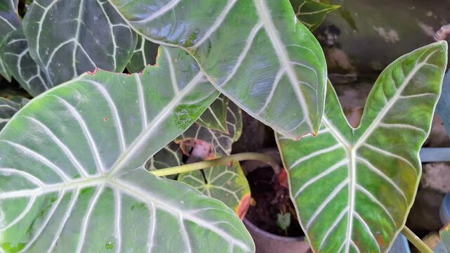 Close up footage of potted Alocasia pink dragon. Alocasia longiloba miq or alocasia plant in the garden