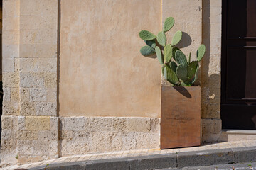 An opuntia (cactus) in a planter on the street in Italy