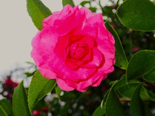 Camellia japonica in Oshima, Tokyo, Japan
