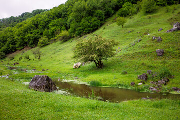 The magic of nature, a green and beautiful landscape.