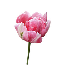 Pink tulip first spring garden flower, cutout with clipping path isolated object, beautiful single springtime plant, floral element of design, decor
