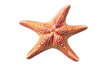 Orange starfish with white dots isolated on transparent background