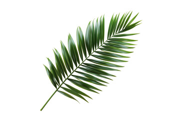 Fototapeta premium Single palm leaf isolated on transparent background