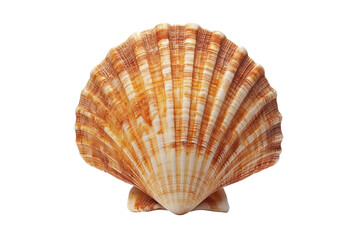 Single scallop shell seashell isolated on transparent background