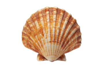 Single scallop shell seashell isolated on transparent background