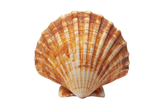 Single scallop shell seashell isolated on transparent background