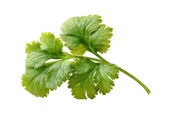 PNG Fresh green cilantro leaves isolated on black background