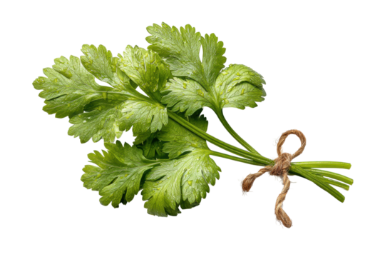 PNG Fresh cilantro bunch with twine tied stems on black background