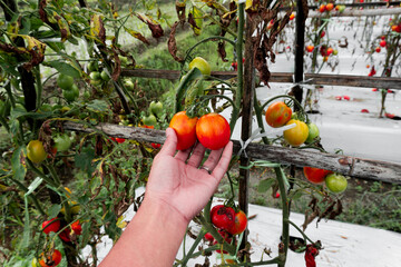 A gardener’s hand holding ripe tomatoes on the vine. Homegrown produce and sustainable...