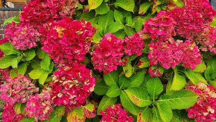 Bright pink hydrangea flowers in full bloom with green leaves. A close-up of vibrant pink hydrangea...