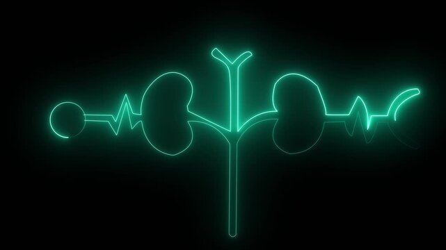 Glowing Human kidney icon animation. This renal system symbol is a neon kidney 4k animation. The kidney was divided into the right and left halves icon animated. heart symbol animation. 