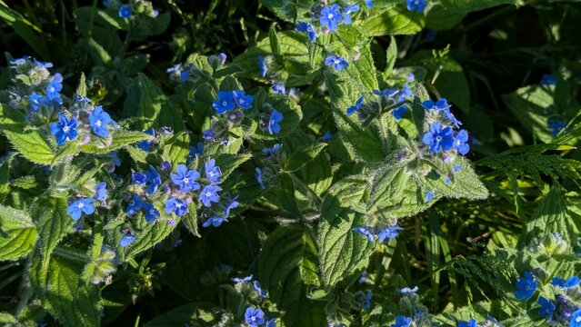 Forget-me-not blue flowers in the garden