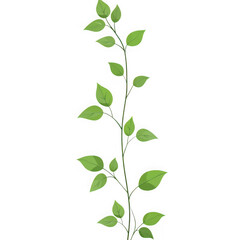 Green leaves branch botanical art on white background on transparent background