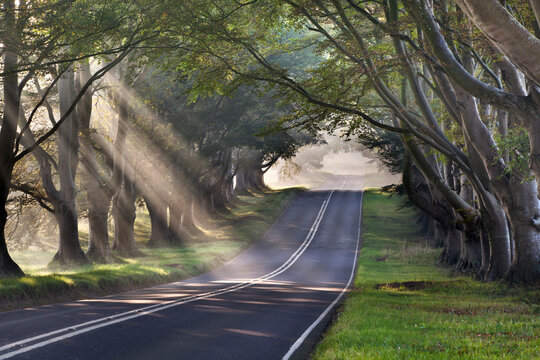 Light beams streaming through a treelined straight road with beech trees at sunrise, Kingston Lacy, Dorset, England, UK