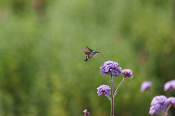 Beautiful hummingbird hovering near colorful purple flowers in a lush green garden during a sunny...