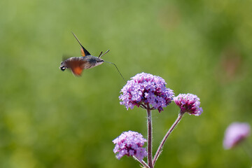 Hummingbird moth in flight approaching purple flower in a sunny garden setting during daytime