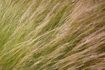 Natural grass swaying gently in the wind during a sunny day in an open field