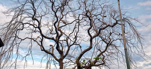 Dead tree during summer