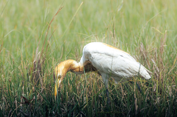 Cattle Egret (Bubulcus ibis) displaying buff breeding plumage on its head and neck is captured...