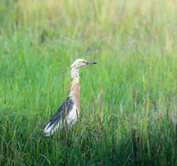 A squacco heron standing alert in a lush green field, captured in soft natural light with a shallow depth of field.