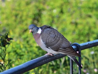 Ringeltaube (Columba palumbus)