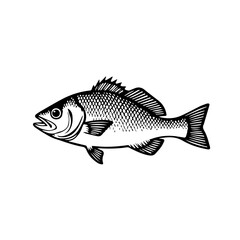 fish vector illustration