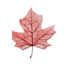 Maple leaf vein structure close up on transparent background