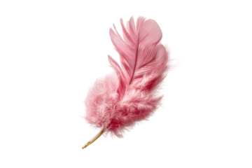 PNG Soft pink feather on white background - delicate and elegant design element