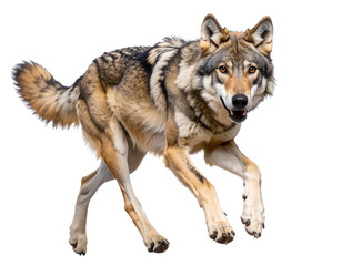 Obraz premium Young Wolf Mid-Run with Front Legs Off the Ground, Dynamic Motion Shot, isolated on a transparent background