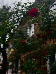 Climbing Red Rose in Urban Garden