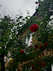 Red rose blooming against a brick house