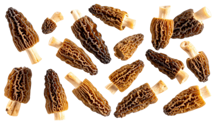 Dried morel mushrooms cascading against translucent backdrop, highlighting intricate fungal texture under soft illumination