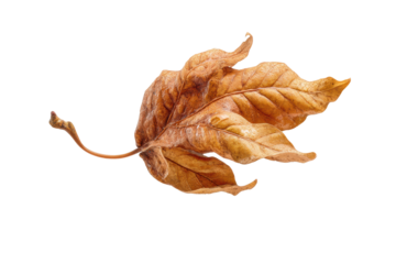 PNG Detailed close-up of a single dry brown leaf on a black background