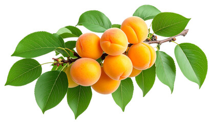 Fresh apricots hanging from branch with verdant leaves, isolated against transparent backdrop, highlighting natural produce and nutritional appeal