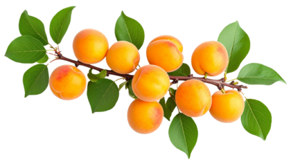 Ripe apricots hanging from branch, green leaves surrounding golden fruits, isolated on transparent background for culinary imagery